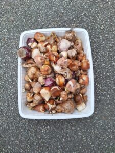 IMG 20251123 WA0012 - Brest Finistère