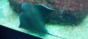 1d57b9cd 5b37 49ae b3a5 d88f38496a06 - Brest Finistère 1d57b9cd 5b37 49ae b3a5 d88f38496a06 - Brest Finistère